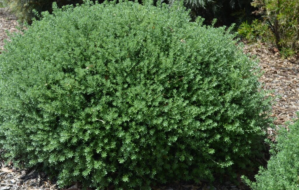 westringia fruiticosa zena 1